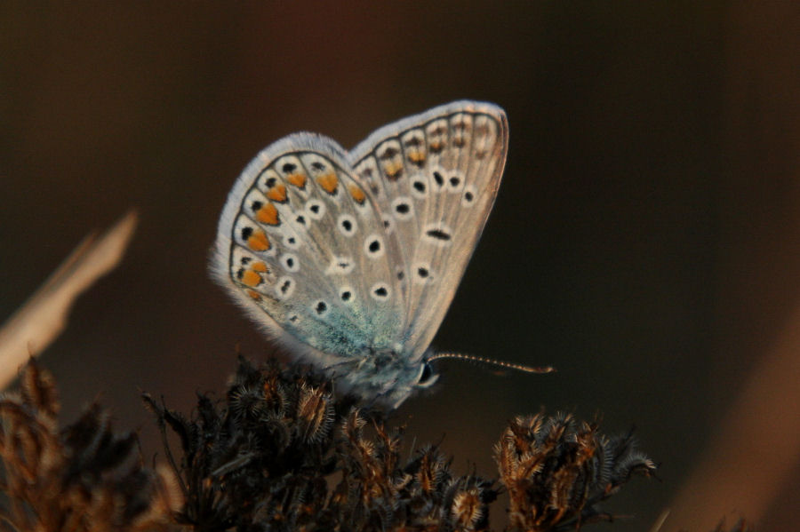 Polyommatus